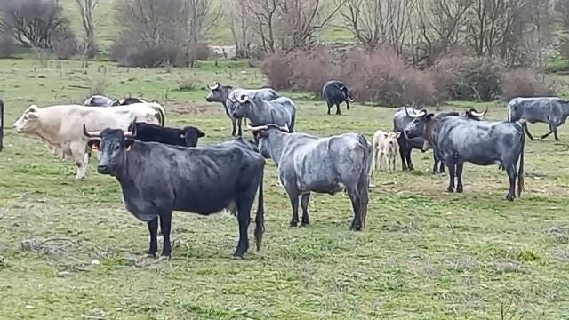 Ganadería de Inka Martin en la finca Gallegos de Crespe