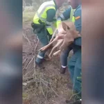 Guardia Civil rescata a un gamo