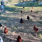 Una foto de las gallinas que cría el alcalde de Gálvez (Toledo)
