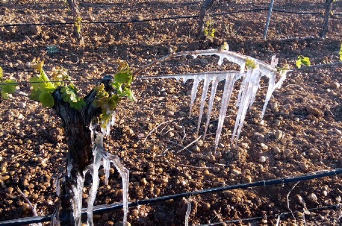 Las heladas dañan los viñedos de estas importantes zonas productoras