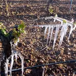 Las heladas dañan los viñedos de estas importantes zonas productoras