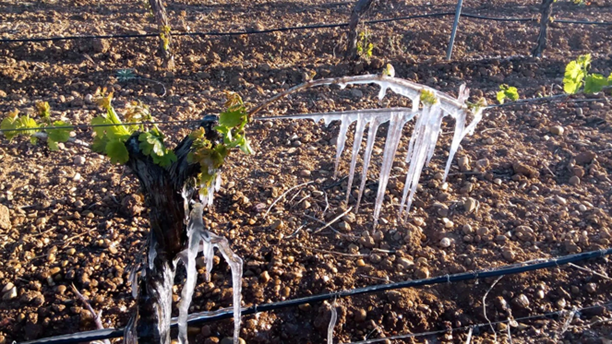 Las heladas dañan miles de hectáreas de viñedos en las zonas productoras más importantes