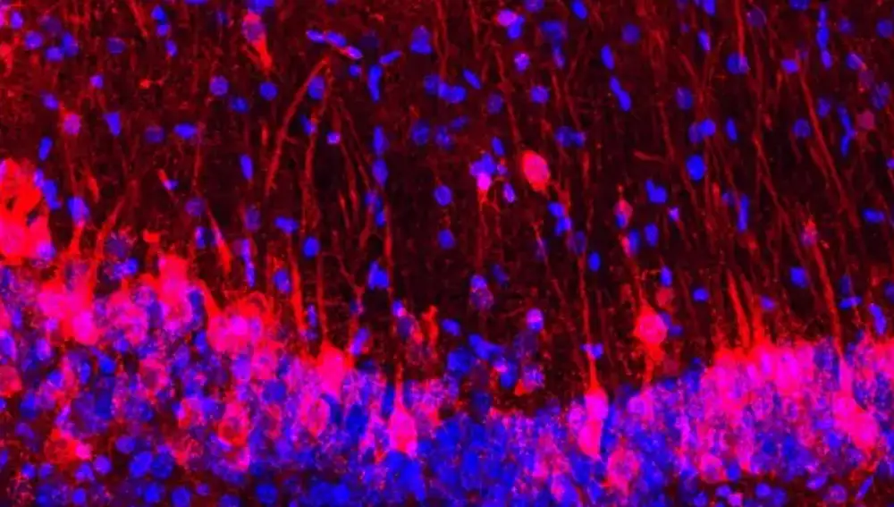 Hipocampo de ratón con células de rata (rojo) y núcleos de células tanto de rata como de ratón (azul)