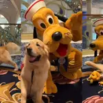 El encuentro entre un golden retriever y su personaje favorito de Disney