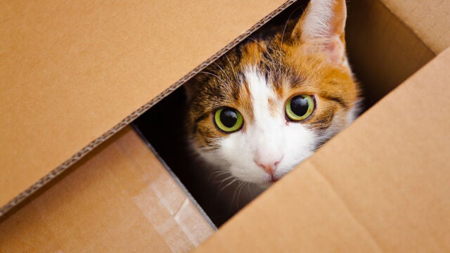 Carrie Stevens Clark y Matt Clark estuvieron durante días buscando a su gata Galena, que se había colado en la caja para la devolución de un paquete de Amazon 