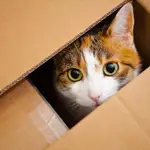 Carrie Stevens Clark y Matt Clark estuvieron durante días buscando a su gata Galena, que se había colado en la caja para la devolución de un paquete de Amazon 