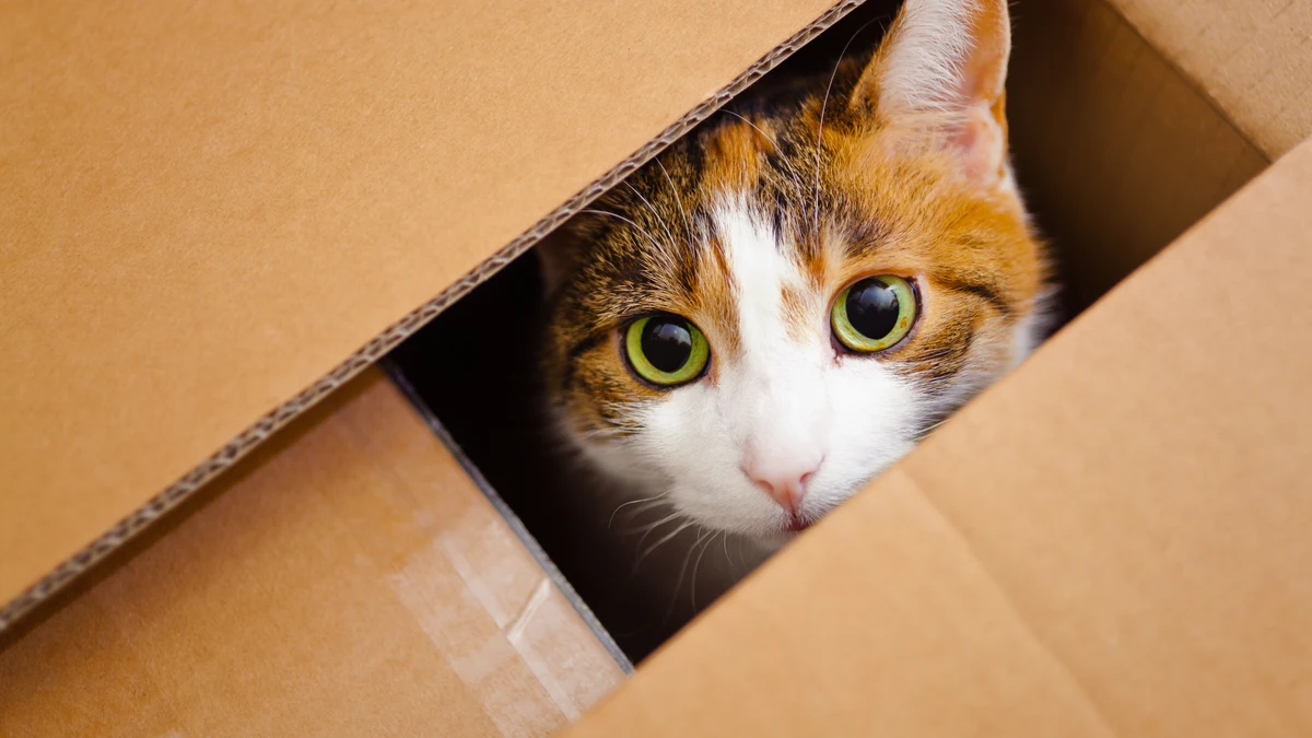 Una pareja devuelve por error un paquete a Amazon con su gato dentro de la caja