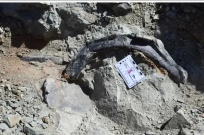 Descubren un nuevo tipo de dinosaurio en el Atlas marroquí