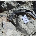 Parte de los restos hallados del nuevo dinosaurio