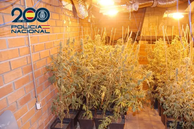 La Policía Nacional desmantela un laboratorio de cannabis en Valladolid
