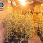 Plantación de cannabis desmantelada por la Policía Nacional en Valladolid