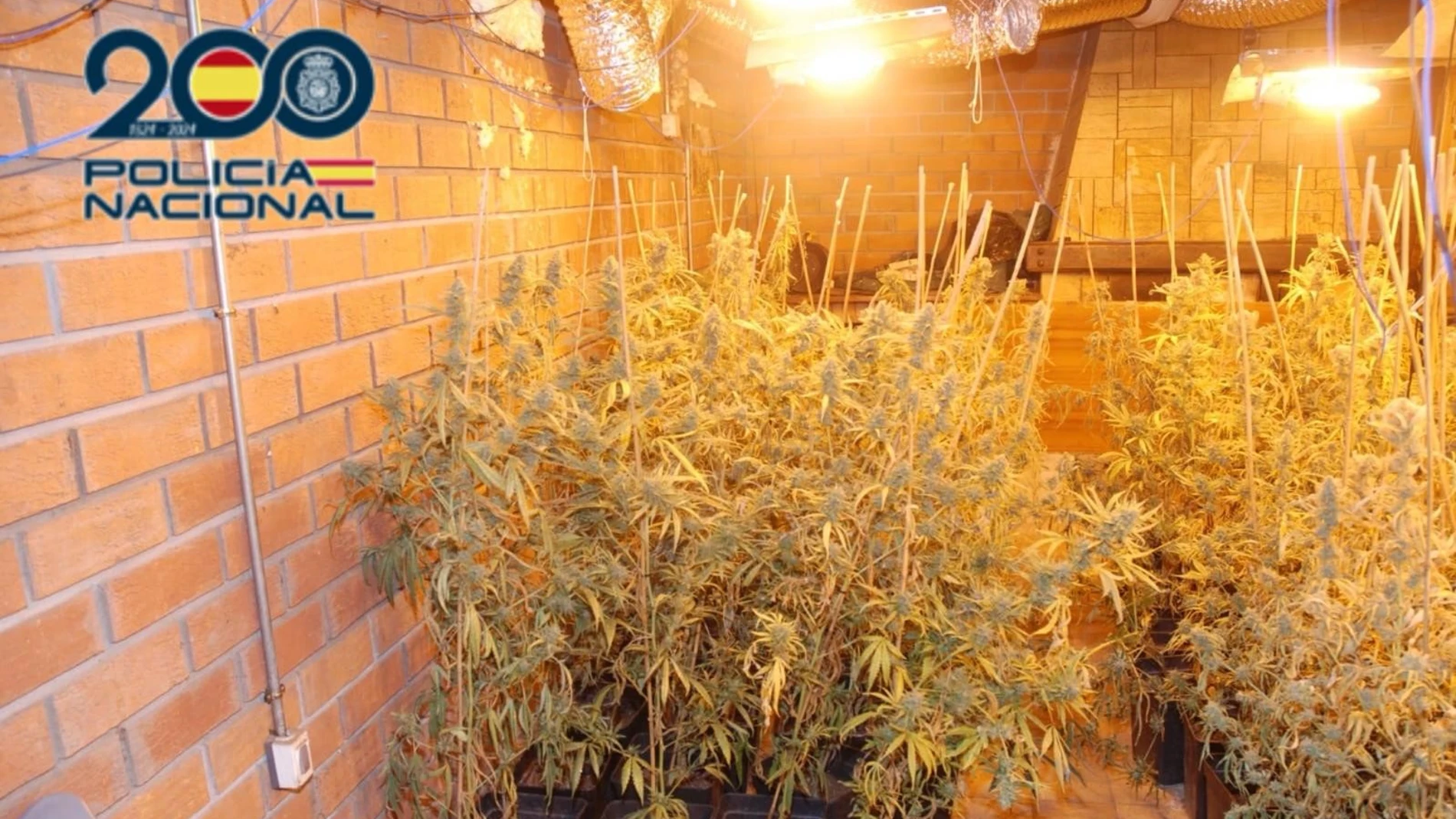 Plantación de cannabis desmantelada por la Policía Nacional en Valladolid