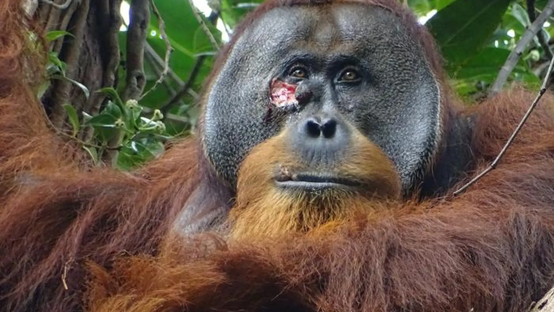 Orangután