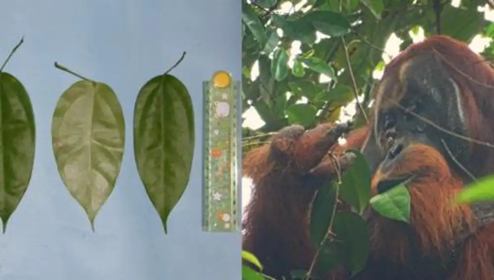 Rakus y las hojas que utilizó para curar su herida