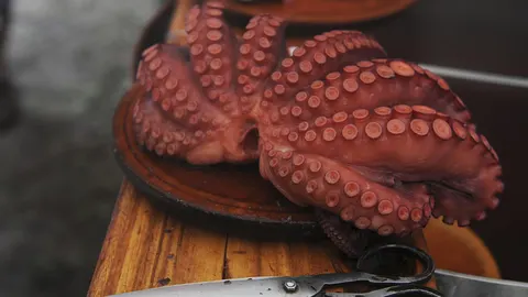 Economía/Pesca.- Comienza la veda de pulpo hasta julio tras una caída de ventas del 13% en lo que va de año