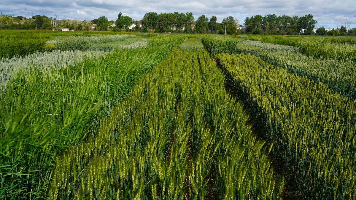 Itacyl vaticina una cosecha de trigo y cebada en el entorno de la media de producción de los últimos 30 años