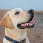 perro labrador