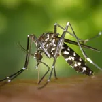 Galicia no tiene constancia de la presencia de mosquito tigre, aunque prevé su llegada tras las altas temperaturas