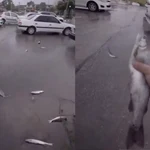 Así ha sido la increíble lluvia de peces en Irán