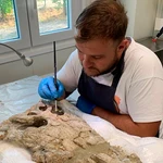Preparación del cráneo de Asiatosuchus oenotriensis,a cargo de Javier Fernández Martínez/GBE-UNED