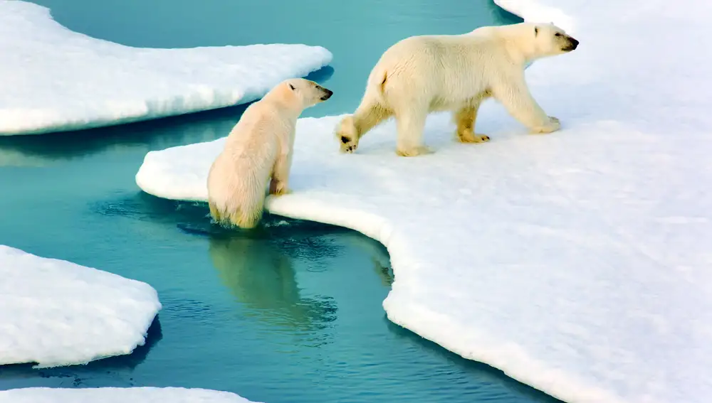 Osos polares que puedes ver en el Crucero Seabourn