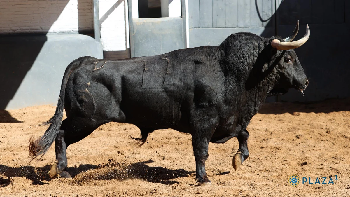 Estos son los toros que se lidian hoy en Las Ventas
