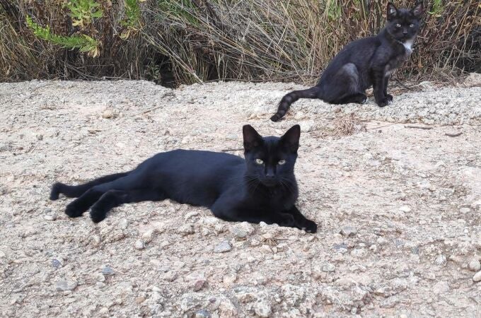 Colonia felina