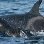 Cádiz.-Sucesos.- Rescatan a dos personas tras sufrir su velero una interacción con orcas en aguas del Estrecho