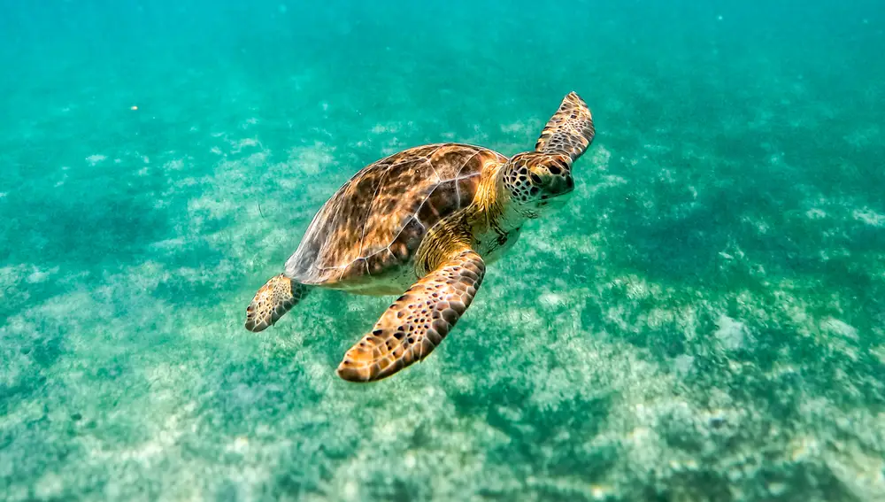 Nadando con tortugas en una de las excursiones organizadas por Soltour y Ocean Tours México