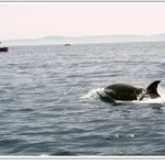 Una orca junto a un pesquero marroquí