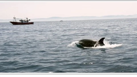 Una orca junto a un pesquero marroquí