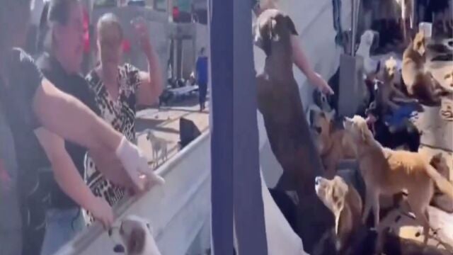 El reencuentro entre una mujer y su perro en medio de las inundaciones en Brasil