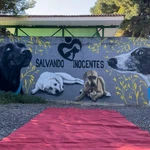 "Salvando Inocentes" es un refugio de animales que se encuentra en Quintanar de la Orden, un pueblo de la provincia de Toledo