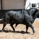 &quot;Botinero&quot;, último toro de Pablo Hermoso de Mendoza en Madrid