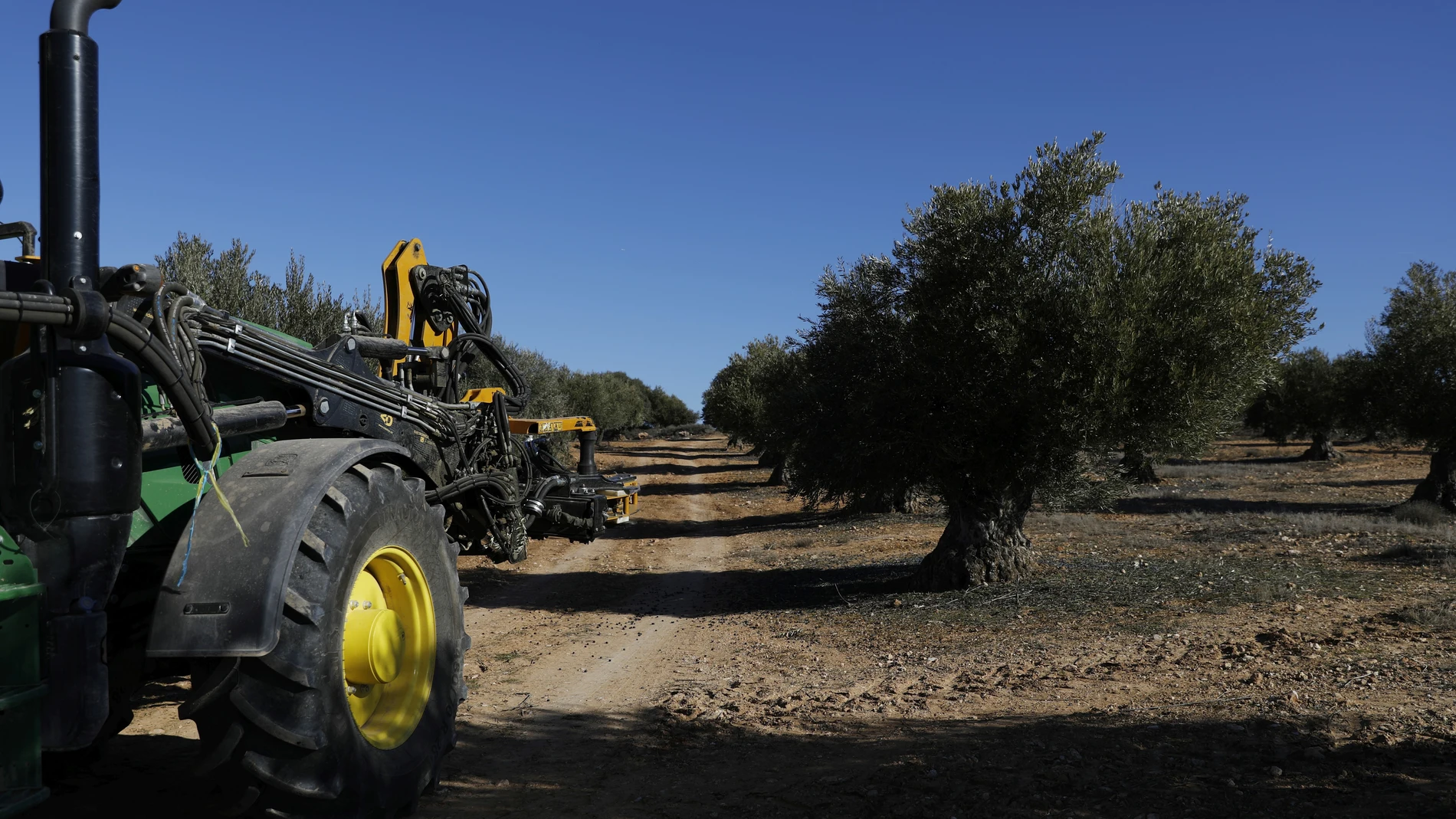 Olivos y agricultura en Brea del Tajo.