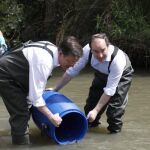 Madrid reintroduce en el Manzanares estas cuatro especies de peces protegidos