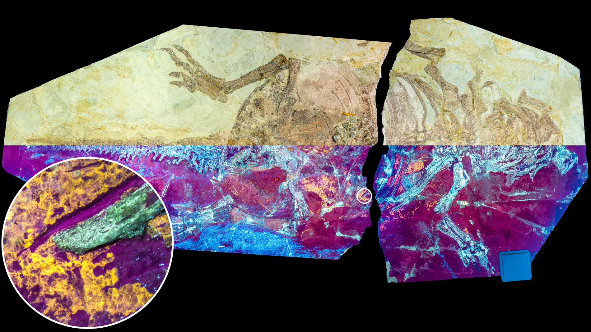 Se estudió el espécimen de dinosaurio NJUES-10 bajo luz natural (mitad superior) y luz UV (mitad inferior), mostrando la fluorescencia naranja-amarilla de la piel fósil. 