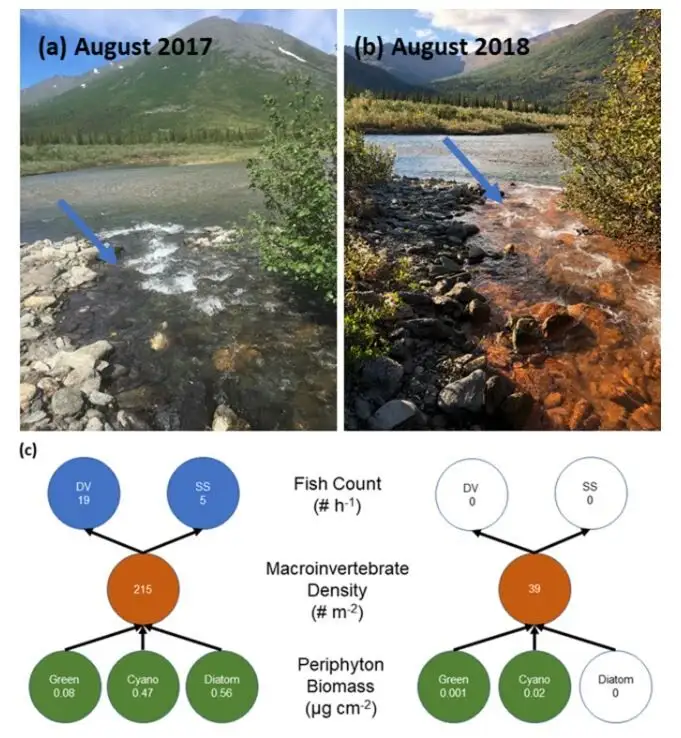 Imágenes de un afluente de cabecera del río Akillik en el Parque Nacional del Valle de Kobuk, Alaska, que ilustra un cambio de aguas claras el 12 de junio de 2017 ( a ) a condiciones de corriente naranja el 30 de agosto de 2018