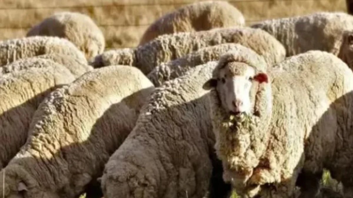Las ovejas españolas triunfan en Marruecos por su precio
