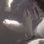 Imagen de la captura de peces en piscifactoría de Piszolla