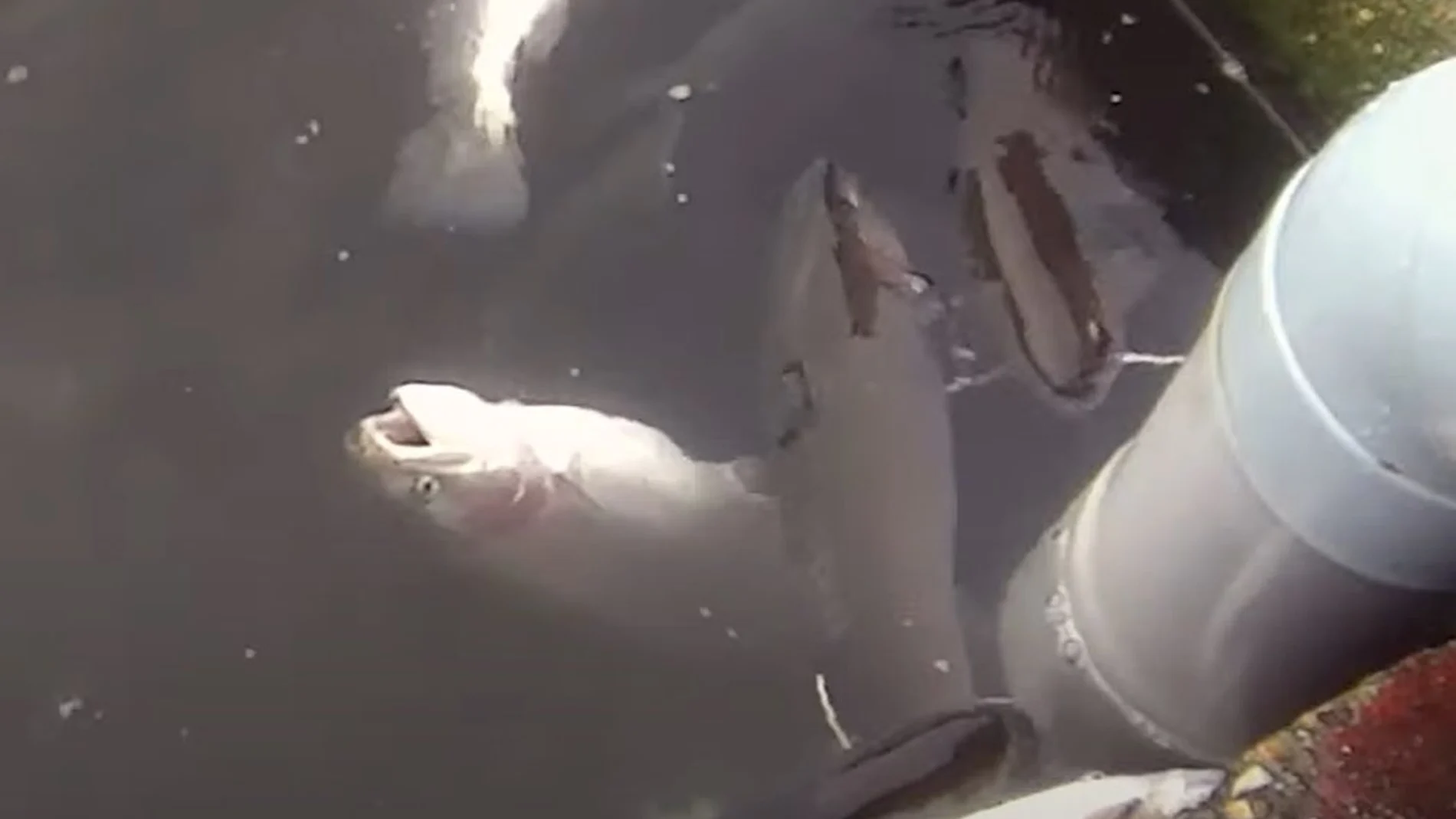 Imagen de la captura de peces en piscifactoría de Piszolla