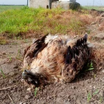 Cadáver de un ejemplar de águila imperial ibérica electrificado