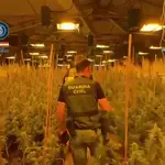 Desmantelan una plantación de marihuana en un almacén que era centro logístico de una organización narco internacional
