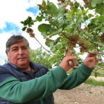 El agricultor Jesús María Moratinos, junto a un ejemplar de árbol macho, en una de sus plantaciones de pistachos en Población del Cerrato (Palencia)
