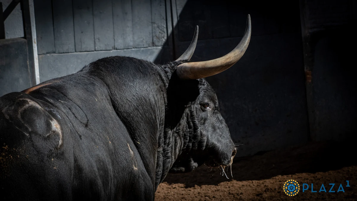 Estos son los serios toros de Montalvo y El Capea para la tarde de este domingo 26 de mayo en Las Ventas