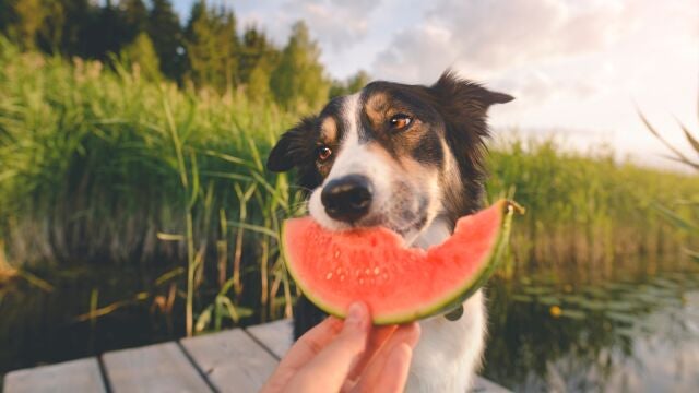 ¿Qué deben comer perros y gatos para mantenerse saludables?