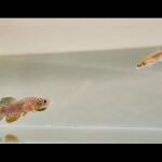 Par de killfish 
