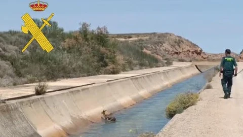 Un agente trata de orientar al cervatillo