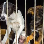 Controversia en Turquía por propuesta de ley para sacrificar perros callejeros