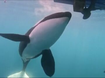 El juego de las orcas: perseguir y golpear barcos